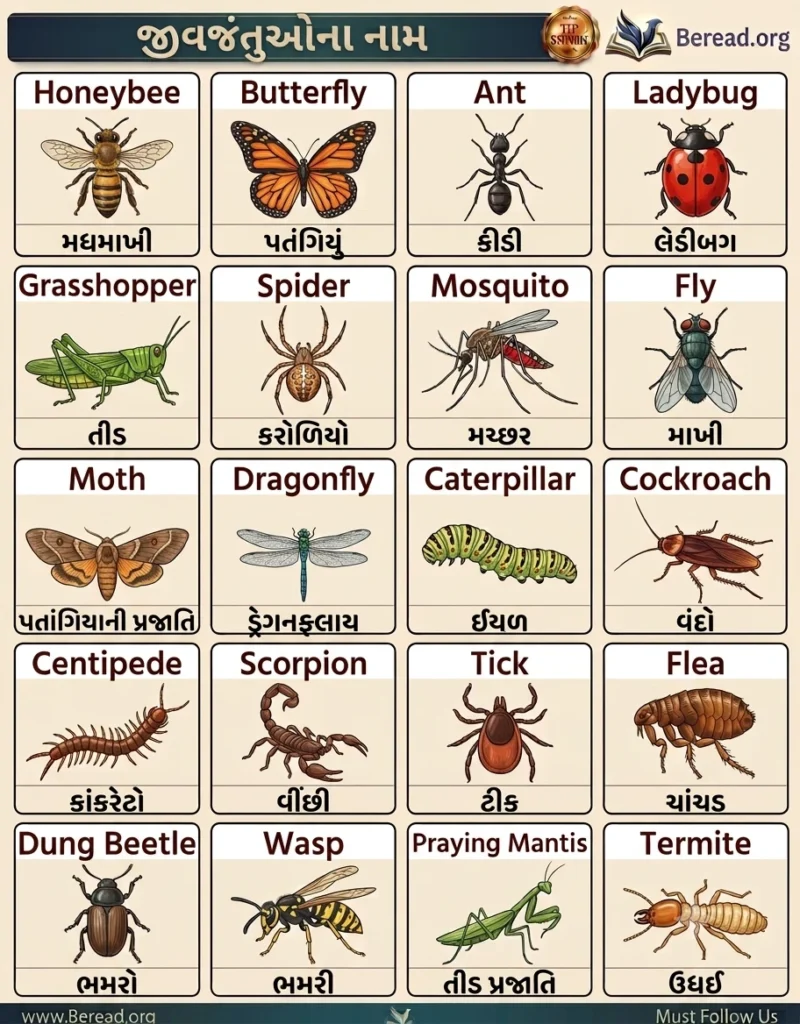 Insects Name In Gujarati